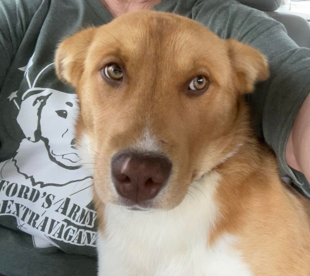 Enlarge Sienna, a Adoptable mixed breed in Shelby, NC image 2/11