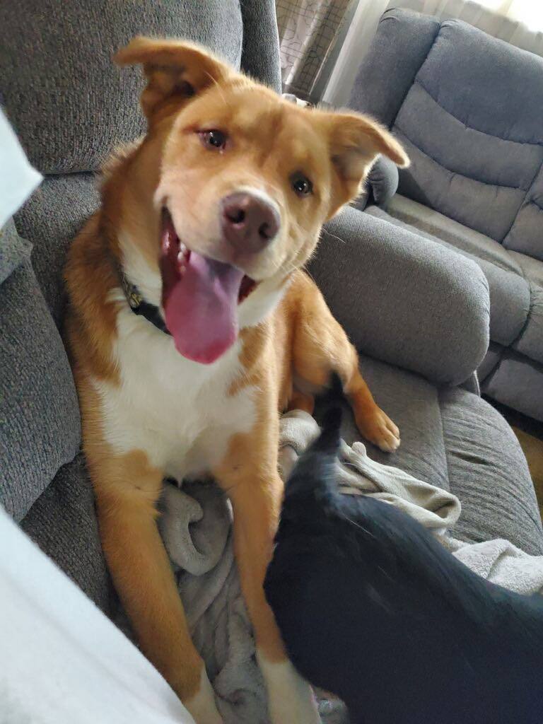 Enlarge Sienna, a Adoptable mixed breed in Shelby, NC image 3/11