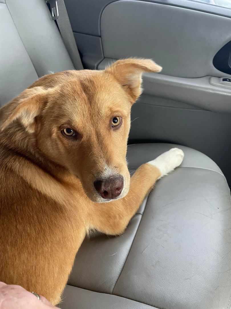 Enlarge Sienna, a Adoptable mixed breed in Shelby, NC image 4/11