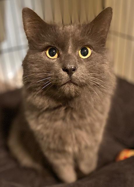 Enlarge Rupert, a Adoptable Domestic Medium Hair in Duxbury, MA image 1/2