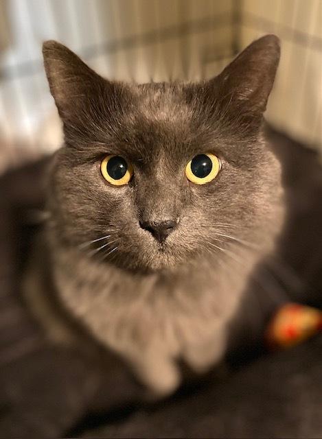 Enlarge Rupert, a Adoptable Domestic Medium Hair in Duxbury, MA image 2/2