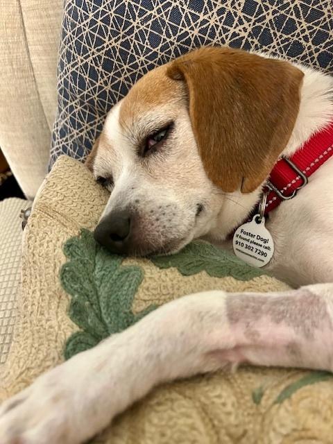 Bertie, a Adoptable Beagle in Willingboro, NJ image 1/6