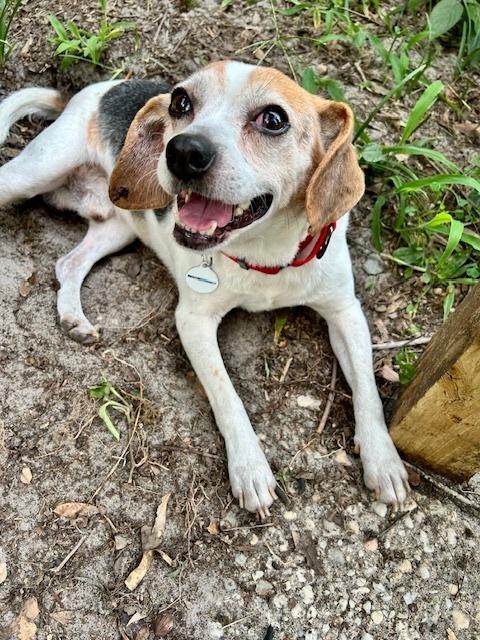 Bertie, a Adoptable Beagle in Willingboro, NJ image 2/6