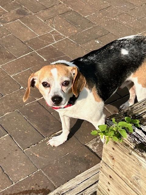 Bertie, a Adoptable Beagle in Willingboro, NJ image 3/6