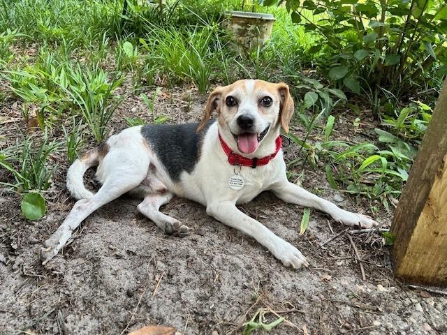 Bertie, a Adoptable Beagle in Willingboro, NJ image 5/6