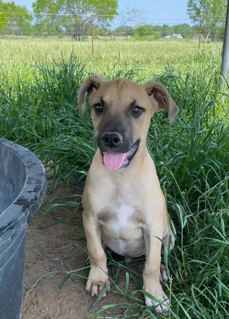 Enlarge Carson, a Adoptable mixed breed in Quinlan, TX image 1/5