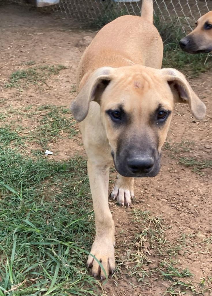 Enlarge Carson, a Adoptable mixed breed in Quinlan, TX image 2/5