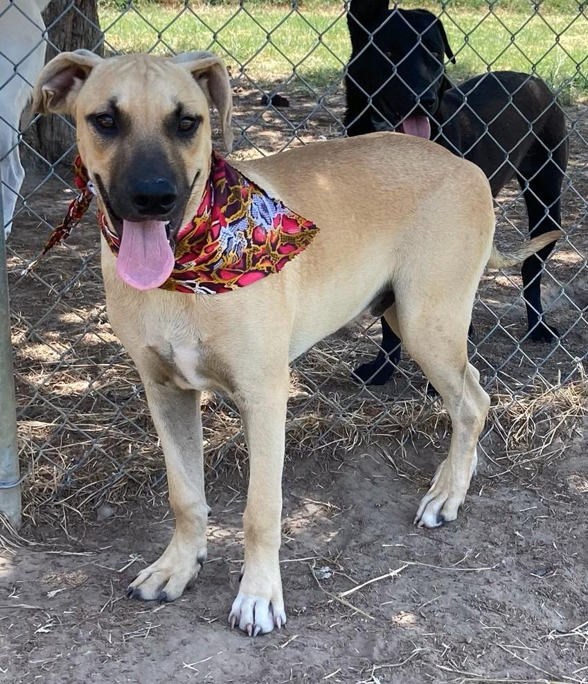 Enlarge Carson, a Adoptable mixed breed in Quinlan, TX image 3/5