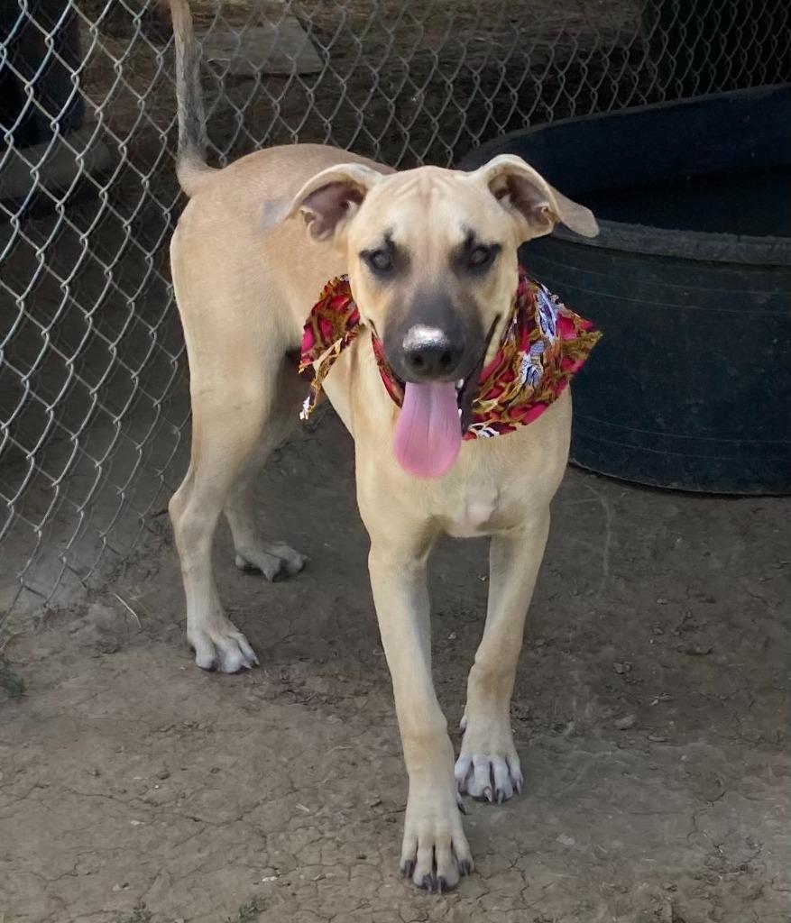 Enlarge Carson, a Adoptable mixed breed in Quinlan, TX image 4/5