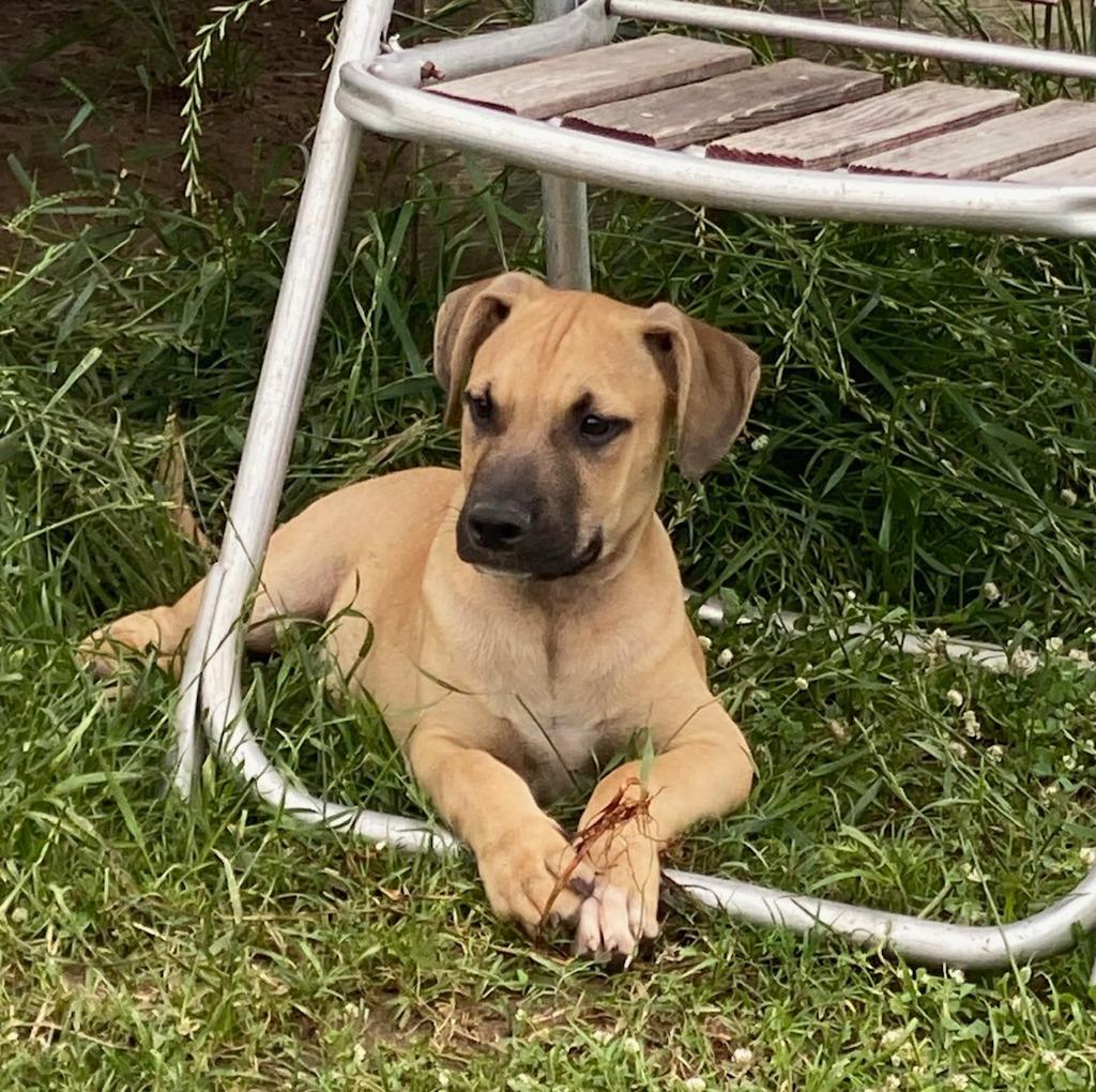 Enlarge Carson, a Adoptable mixed breed in Quinlan, TX image 5/5