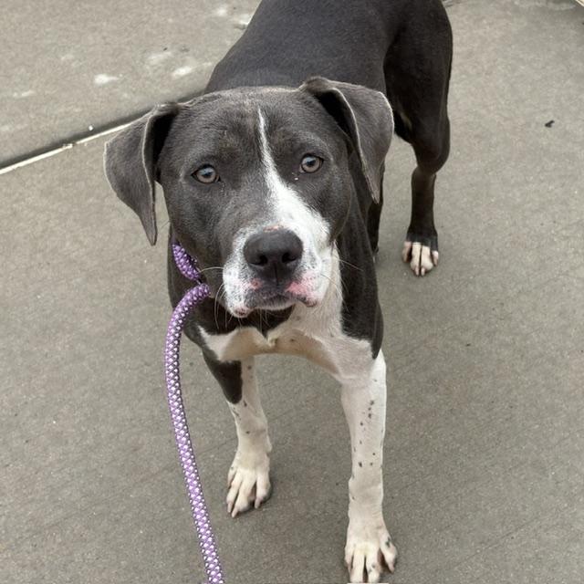 SPIN, Adoptable, Young Female Pit Bull Terrier.