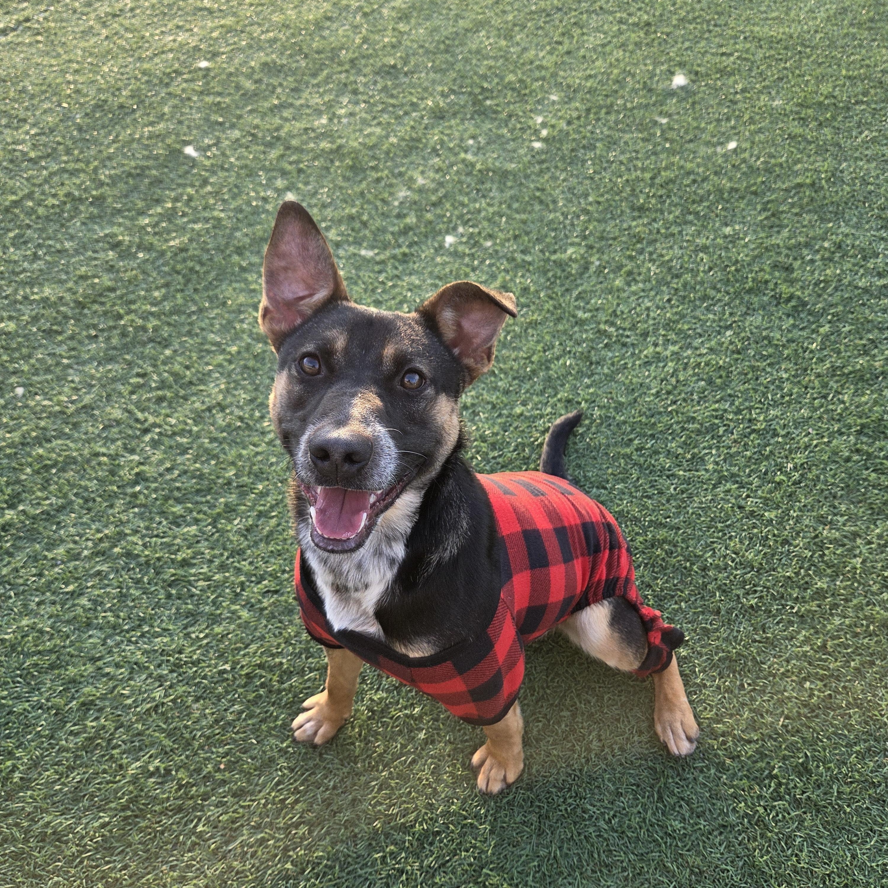 Enlarge Hershey, a Adoptable mixed breed in Hollister, CA image 5/6