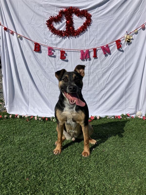 Enlarge Hershey, a Adoptable mixed breed in Hollister, CA image 1/6