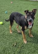 Enlarge Hershey, a Adoptable mixed breed in Hollister, CA image 2/6
