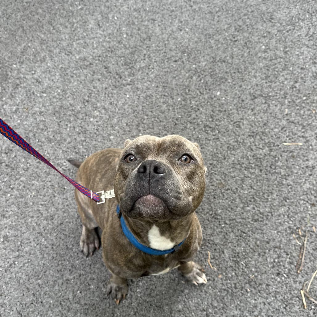 Sugar, Adoptable, Adult Female Pit Bull Terrier.