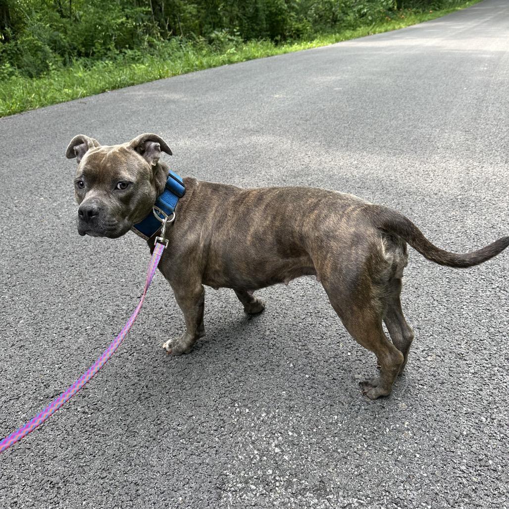 Enlarge Sugar, a Adoptable Pit Bull Terrier in Princeton, KY image 2/2