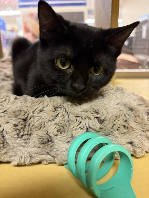 Enlarge HAZEL. 6706, a Adoptable Domestic Short Hair in Bethesda, MD image 1/3