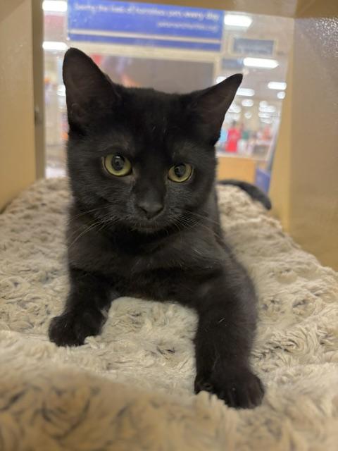 Enlarge HAZEL. 6706, a Adoptable Domestic Short Hair in Bethesda, MD image 3/3