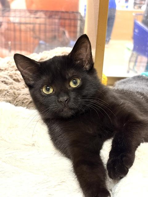 Enlarge HAZEL. 6706, a Adoptable Domestic Short Hair in Bethesda, MD image 2/3