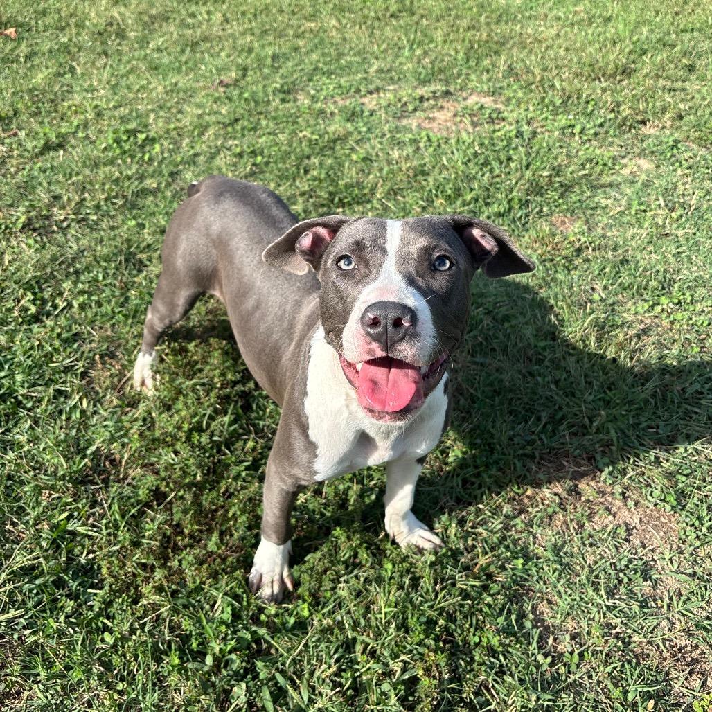 Rowan, Adoptable, Young Female Pit Bull Terrier.