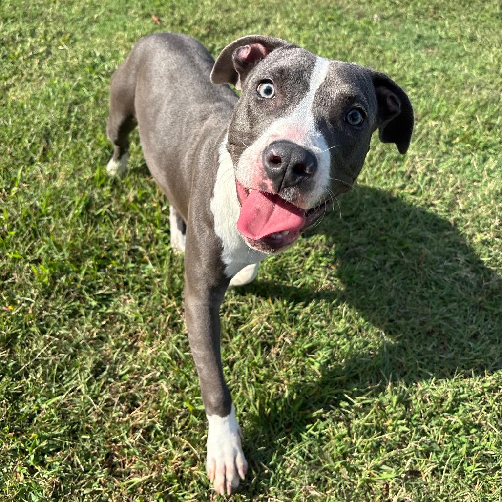 Enlarge Rowan, a Adoptable Pit Bull Terrier in Roxboro, NC image 2/6
