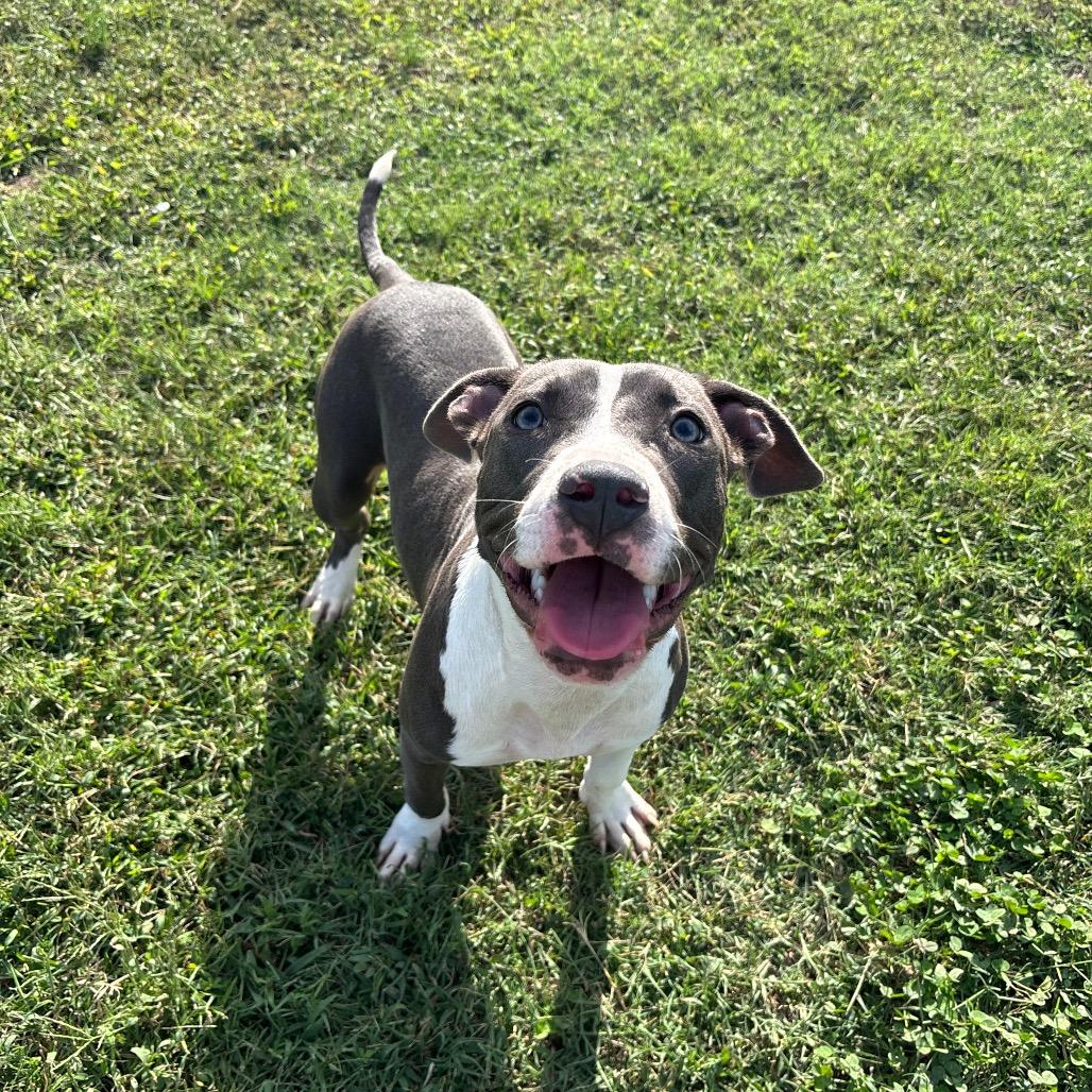Enlarge Rowan, a Adoptable Pit Bull Terrier in Roxboro, NC image 3/6