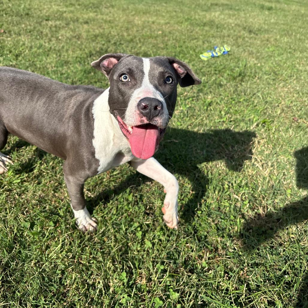 Enlarge Rowan, a Adoptable Pit Bull Terrier in Roxboro, NC image 4/6