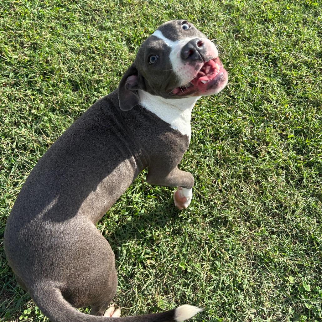 Enlarge Rowan, a Adoptable Pit Bull Terrier in Roxboro, NC image 5/6