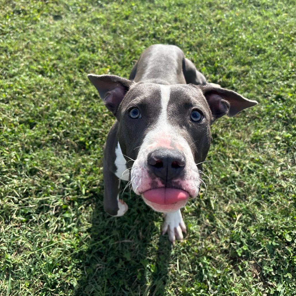 Enlarge Rowan, a Adoptable Pit Bull Terrier in Roxboro, NC image 6/6