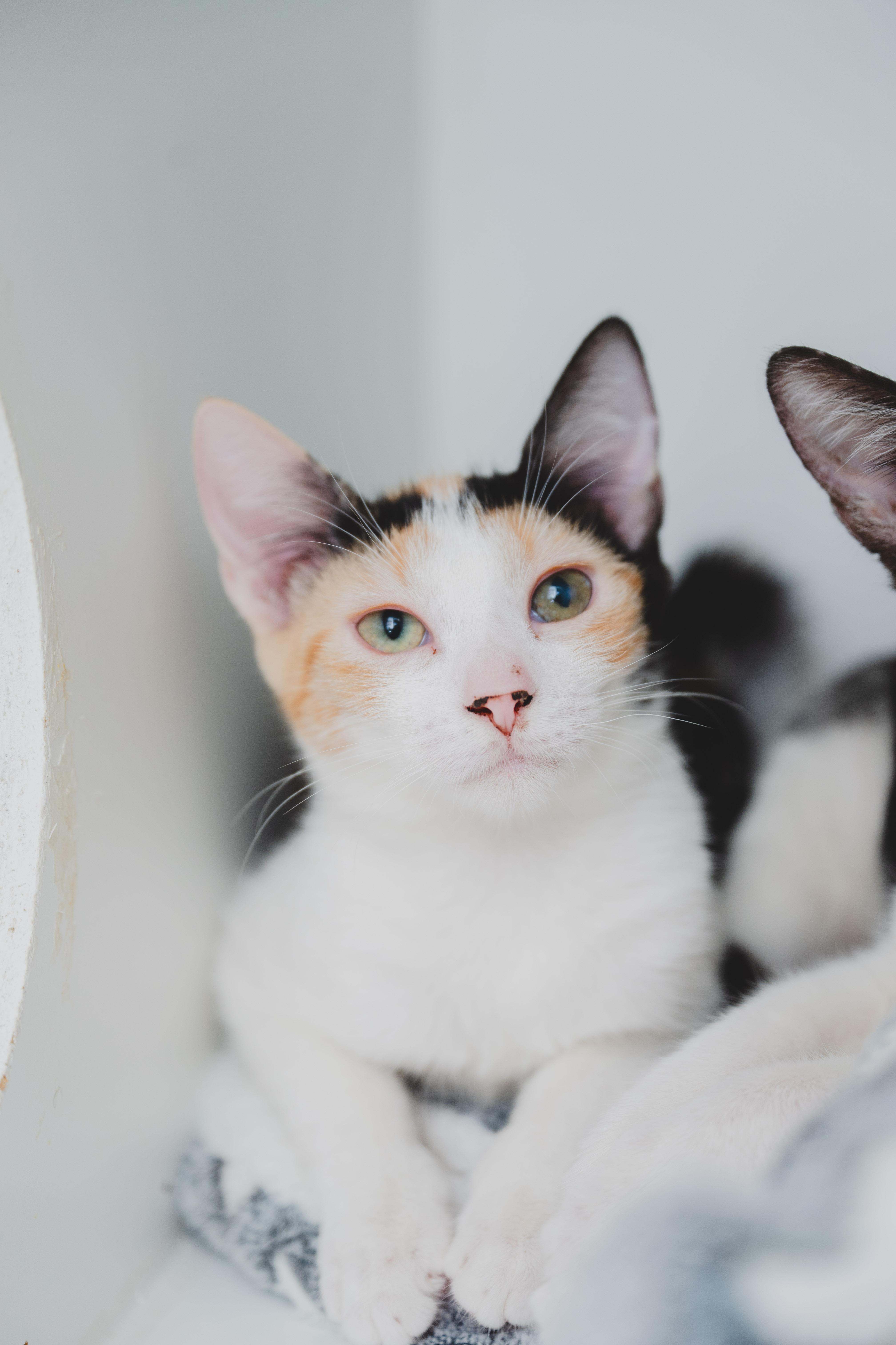 Dezzy, Adoptable, Young Female Domestic Short Hair.