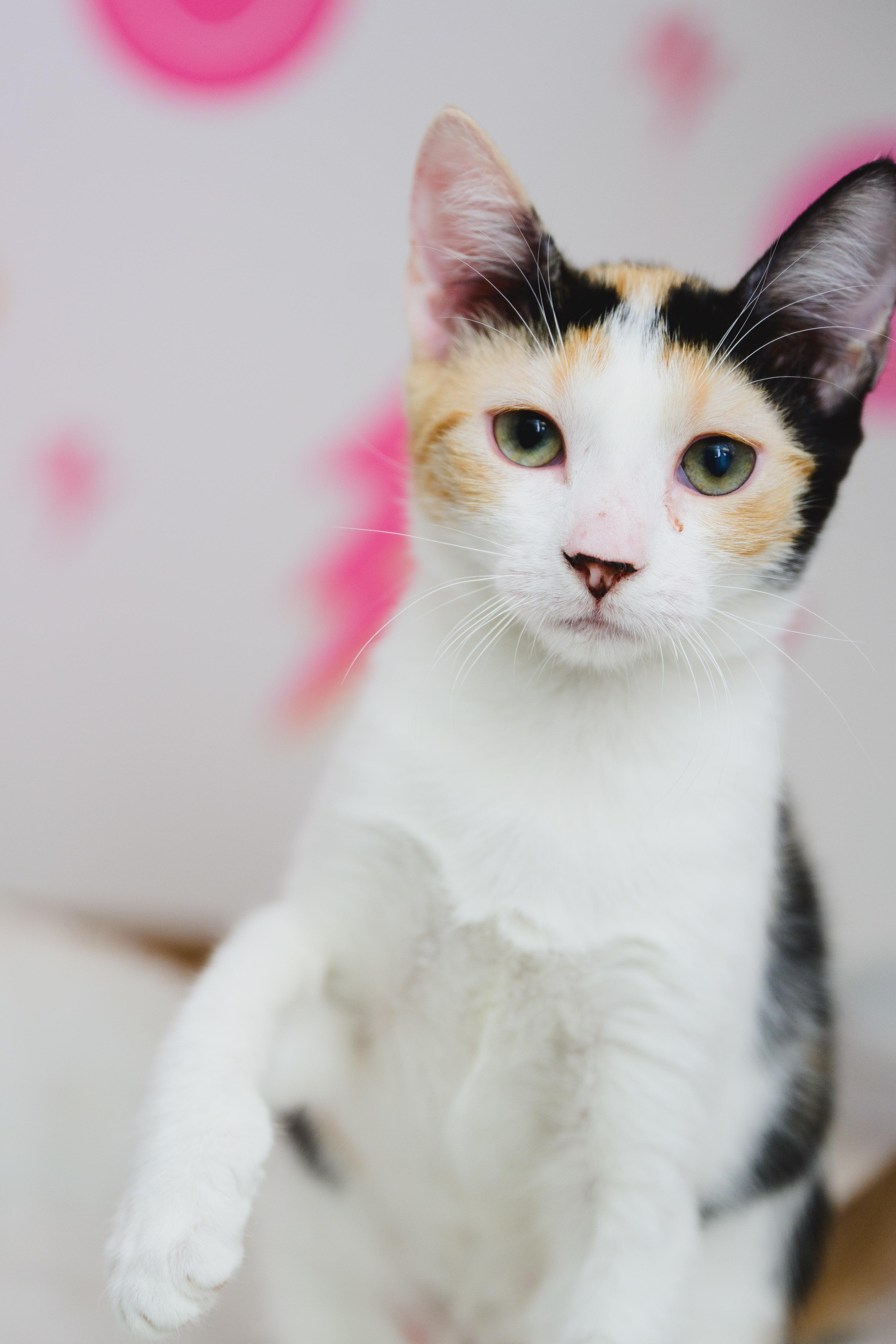 Enlarge Dezzy, a Adoptable Domestic Short Hair in Honolulu, HI image 3/6