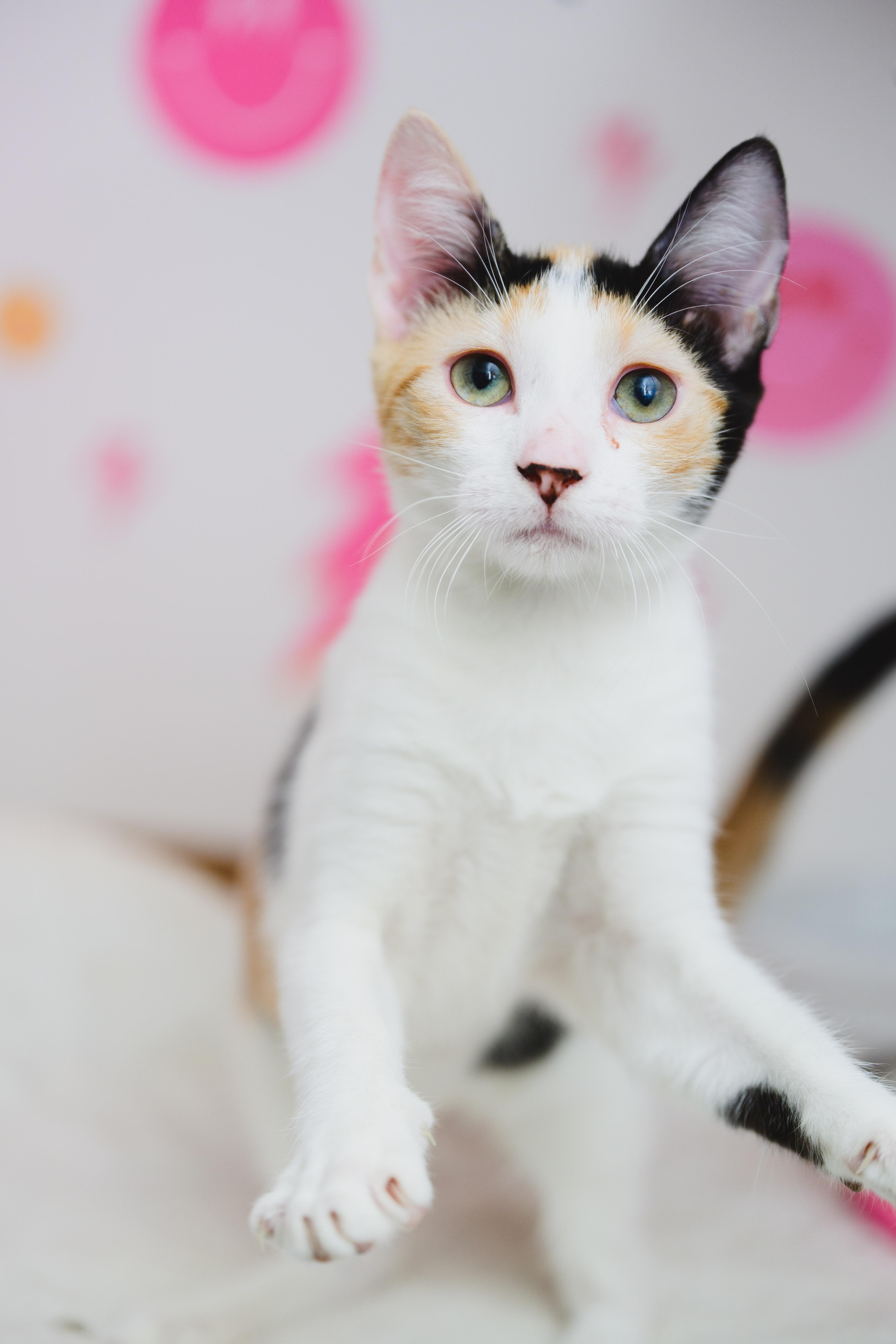 Enlarge Dezzy, a Adoptable Domestic Short Hair in Honolulu, HI image 4/6