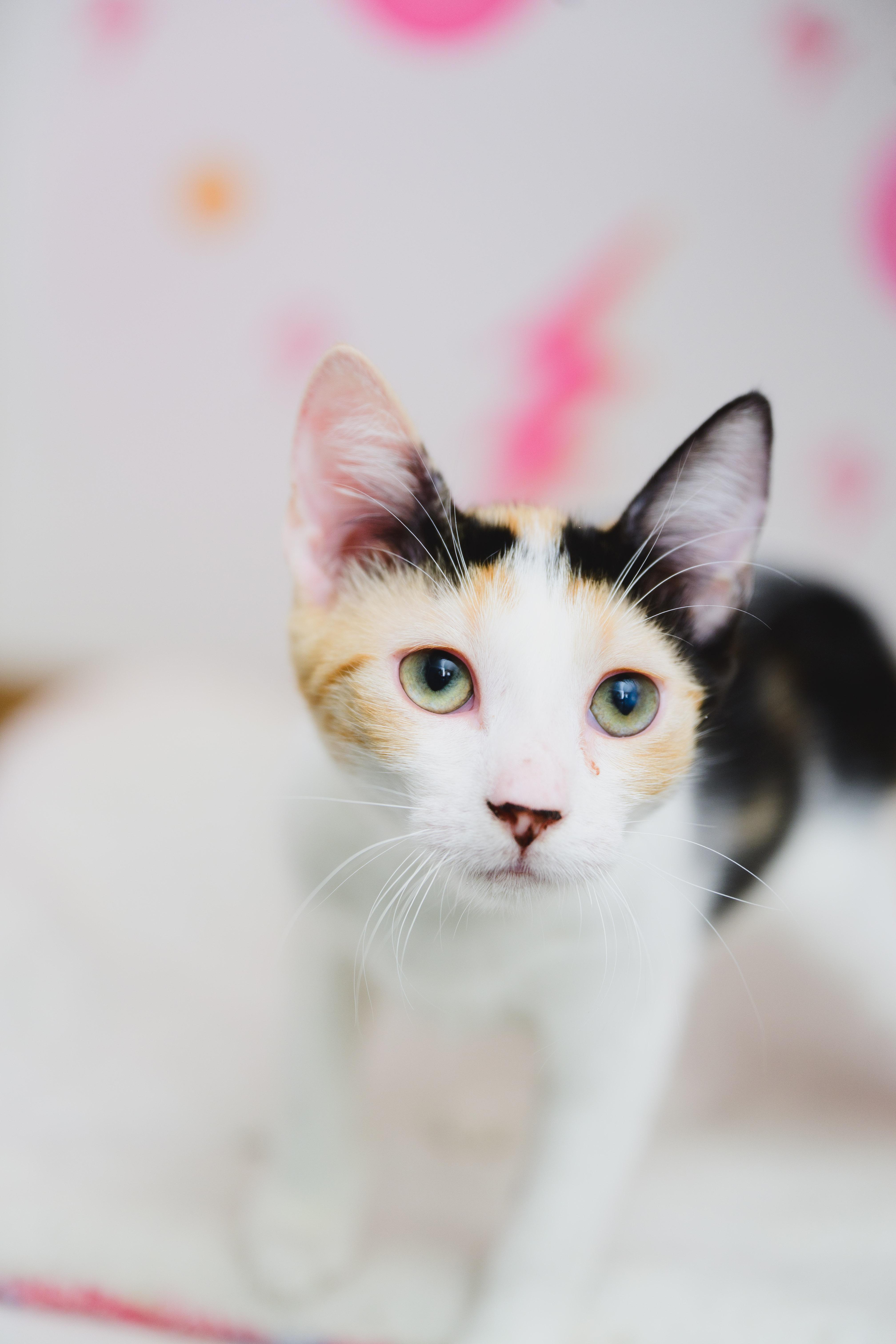 Enlarge Dezzy, a Adoptable Domestic Short Hair in Honolulu, HI image 5/6