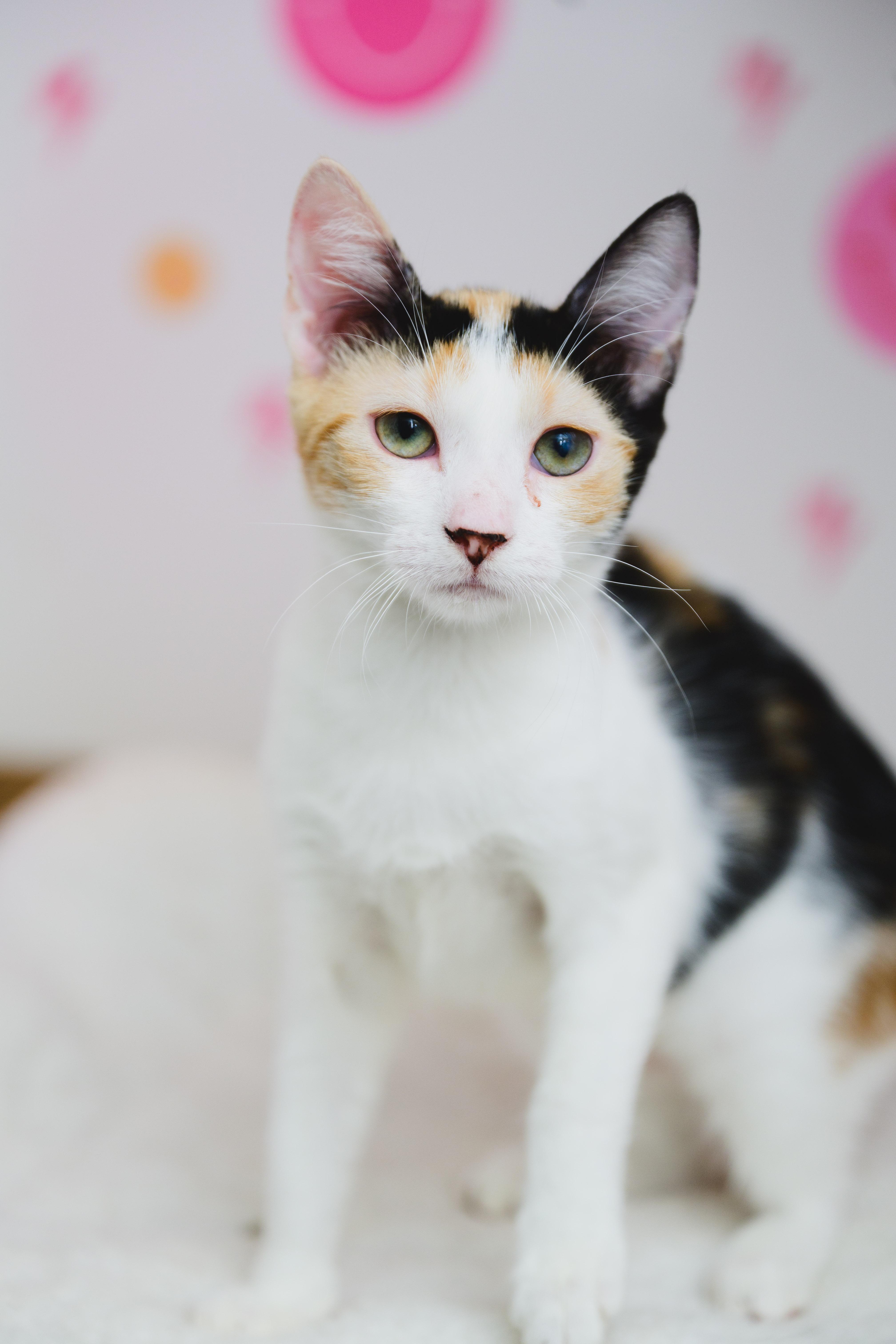 Enlarge Dezzy, a Adoptable Domestic Short Hair in Honolulu, HI image 6/6