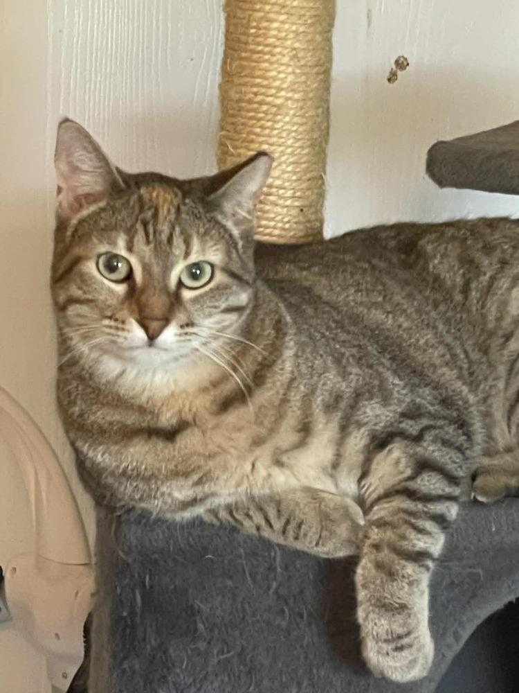 Cashew, Adoptable, Adult Female Domestic Short Hair & Domestic Short Hair.