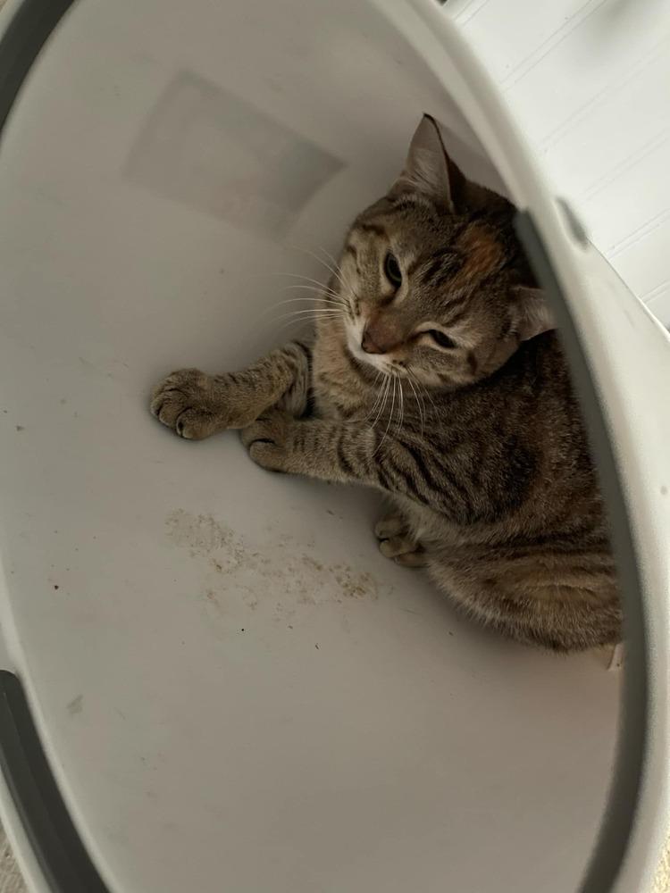 Enlarge Cashew, a Adoptable Domestic Short Hair in Lone Oak, TX image 1/5