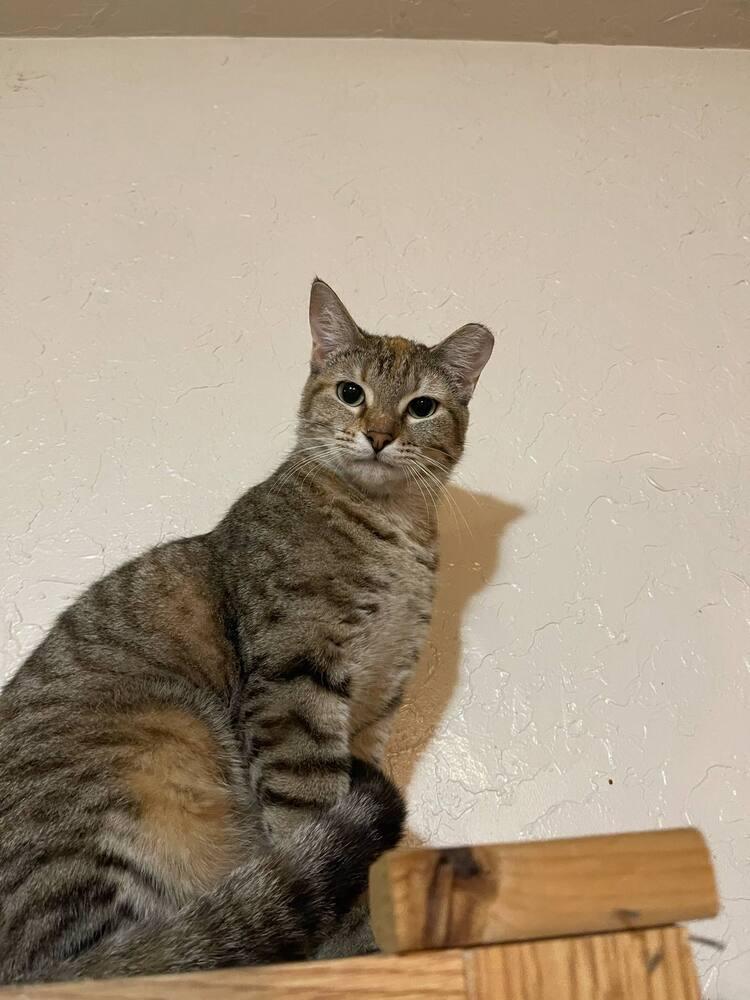 Enlarge Cashew, a Adoptable Domestic Short Hair in Lone Oak, TX image 2/5