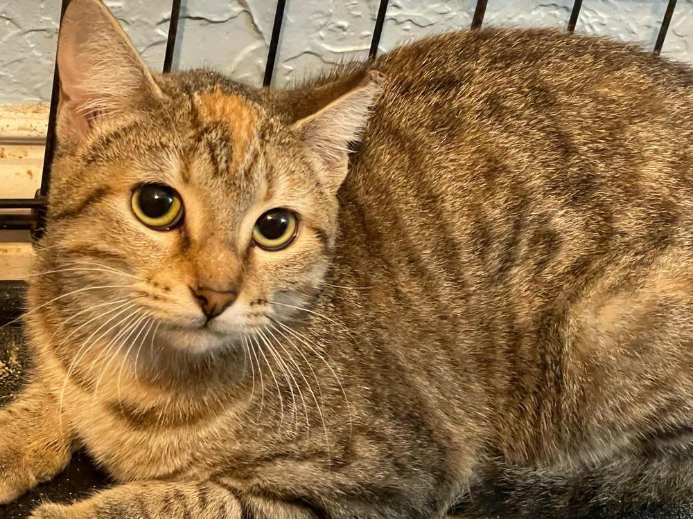 Enlarge Cashew, a Adoptable Domestic Short Hair in Lone Oak, TX image 3/5