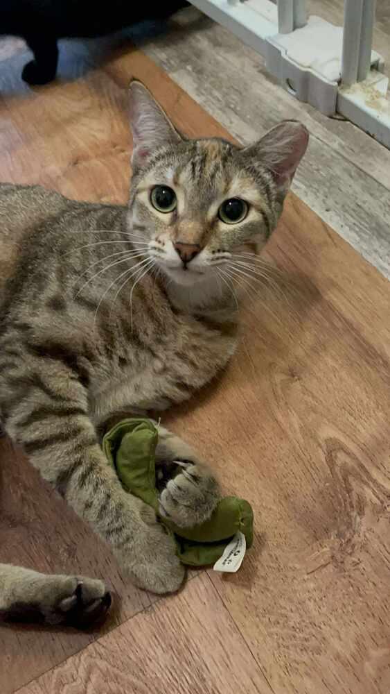 Enlarge Cashew, a Adoptable Domestic Short Hair in Lone Oak, TX image 5/6
