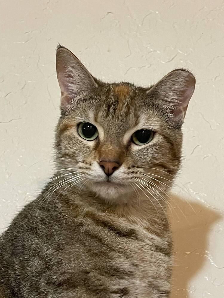 Enlarge Cashew, a Adoptable Domestic Short Hair in Lone Oak, TX image 5/5