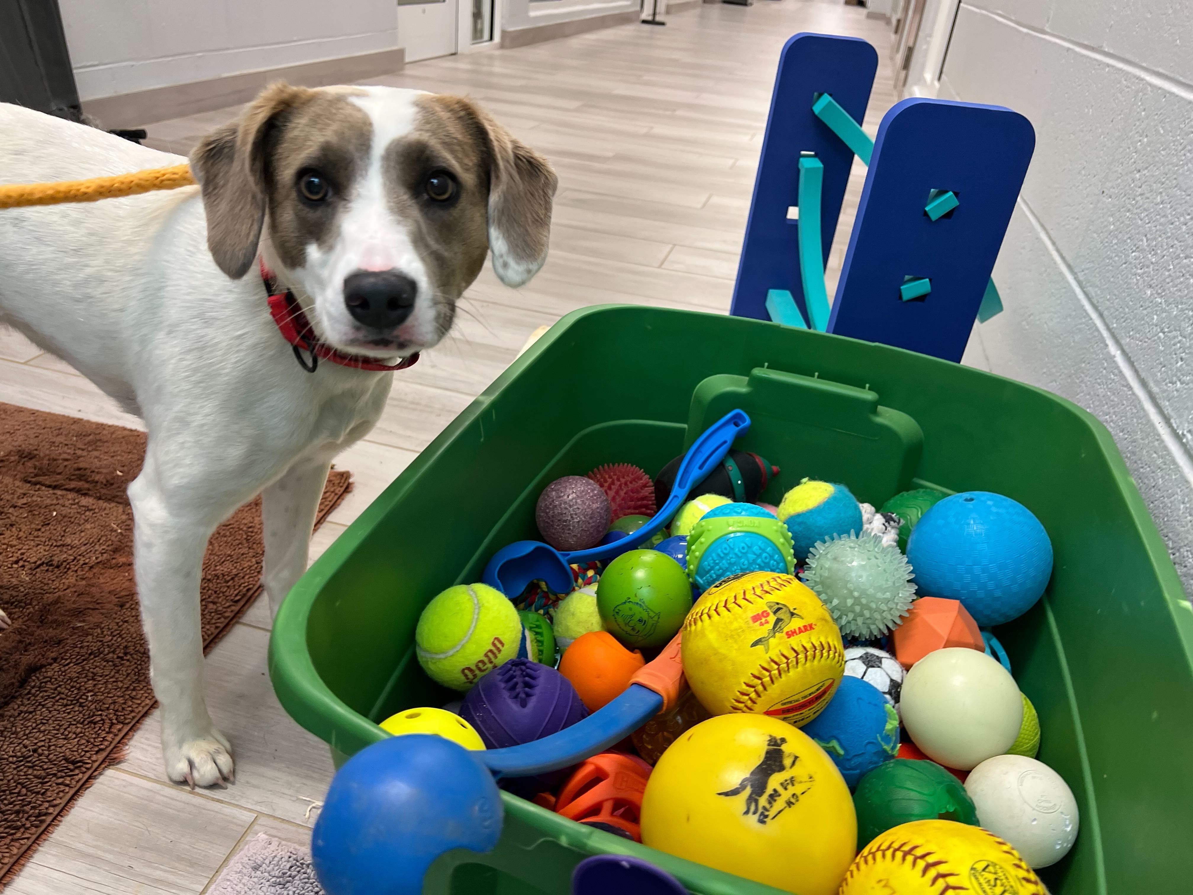 Opal , ADOPTABLE, Adult Female Mixed Breed.