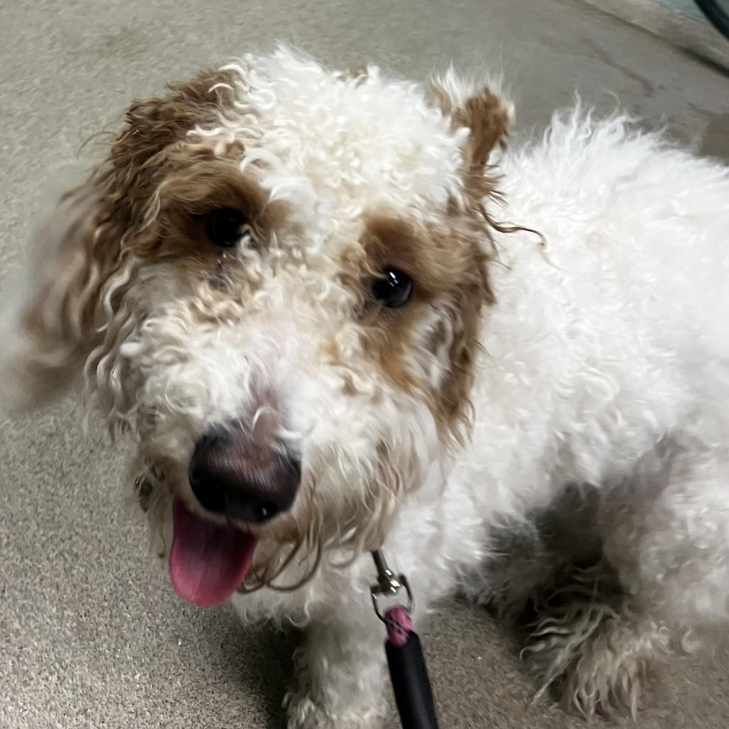 Enlarge Zola, a Adoptable Mixed Breed in Waukesha, WI image 1/1