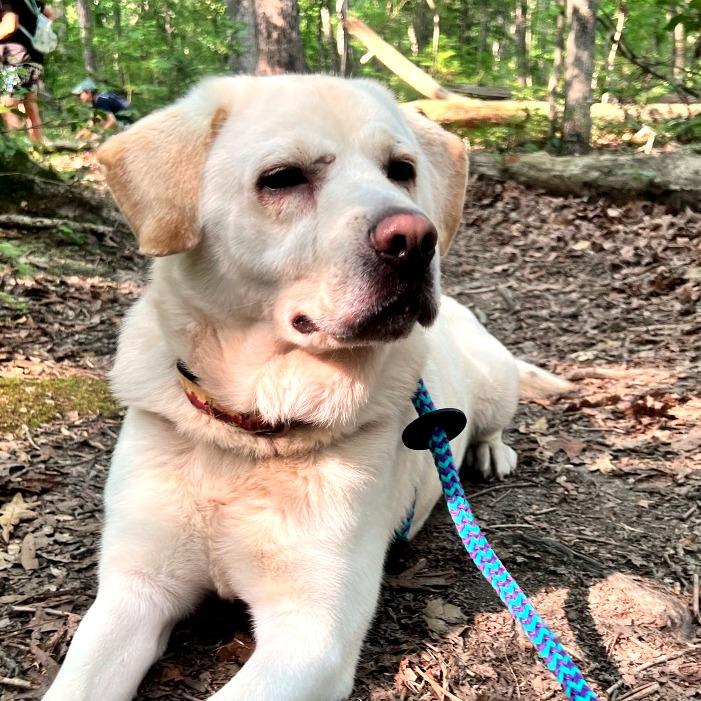 Francis, Adoptable, Senior Male Mixed Breed.