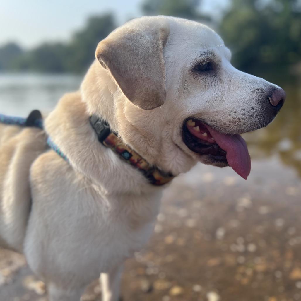 Enlarge Francis, a Adoptable Mixed Breed in Fredericksburg, VA image 3/6