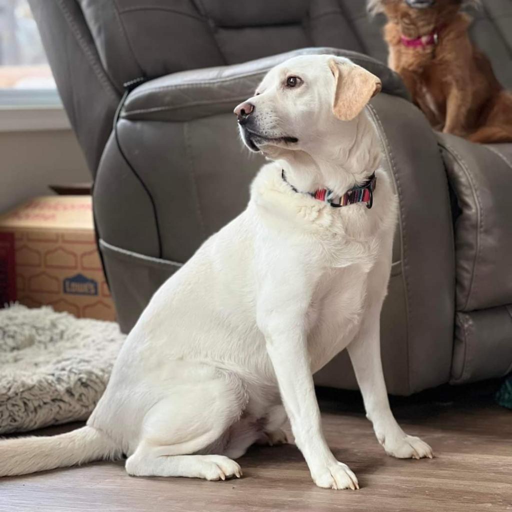 Enlarge Francis, a Adoptable Mixed Breed in Fredericksburg, VA image 5/6