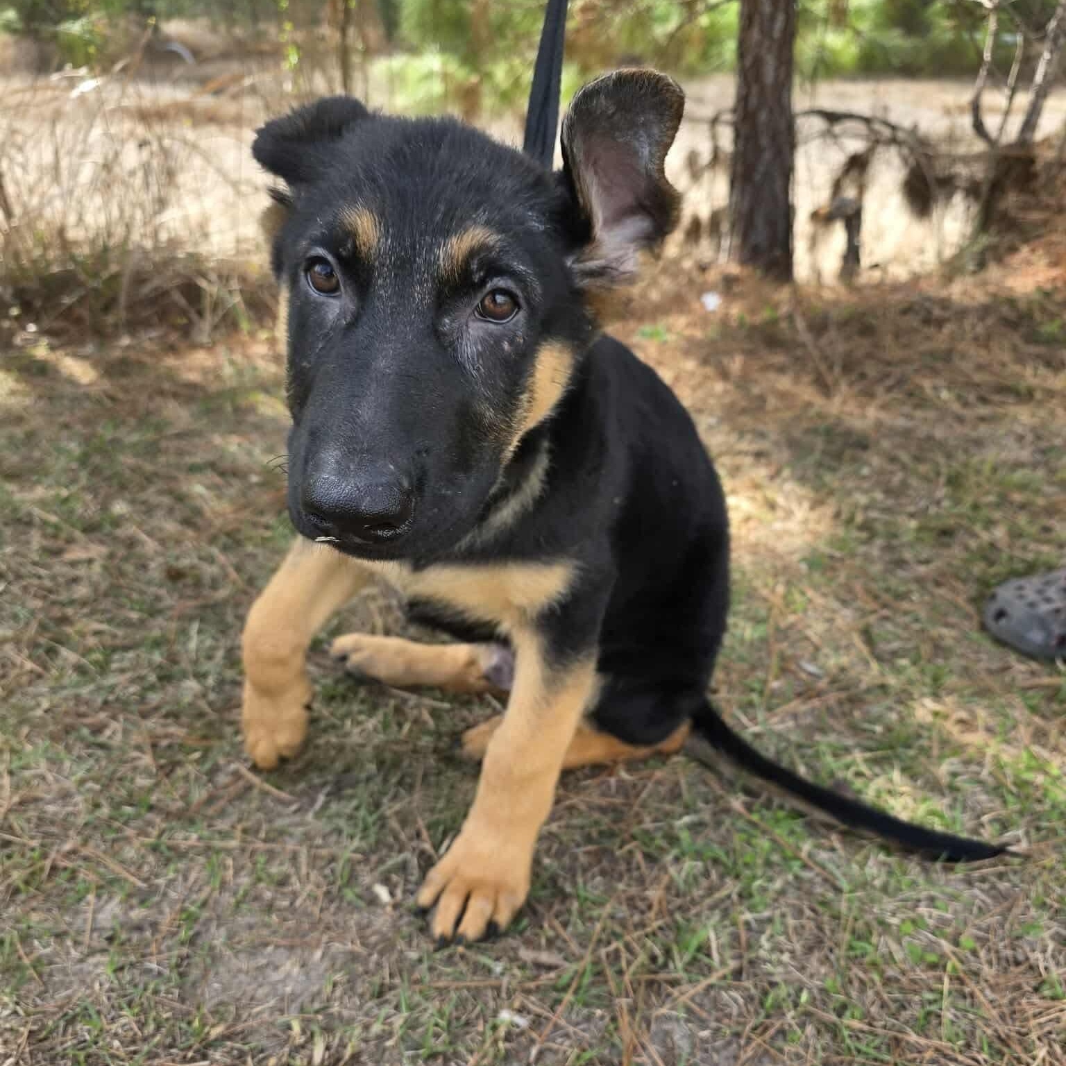 Enlarge Cobain, an adopted mixed breed in Southfield , MI image 4/6