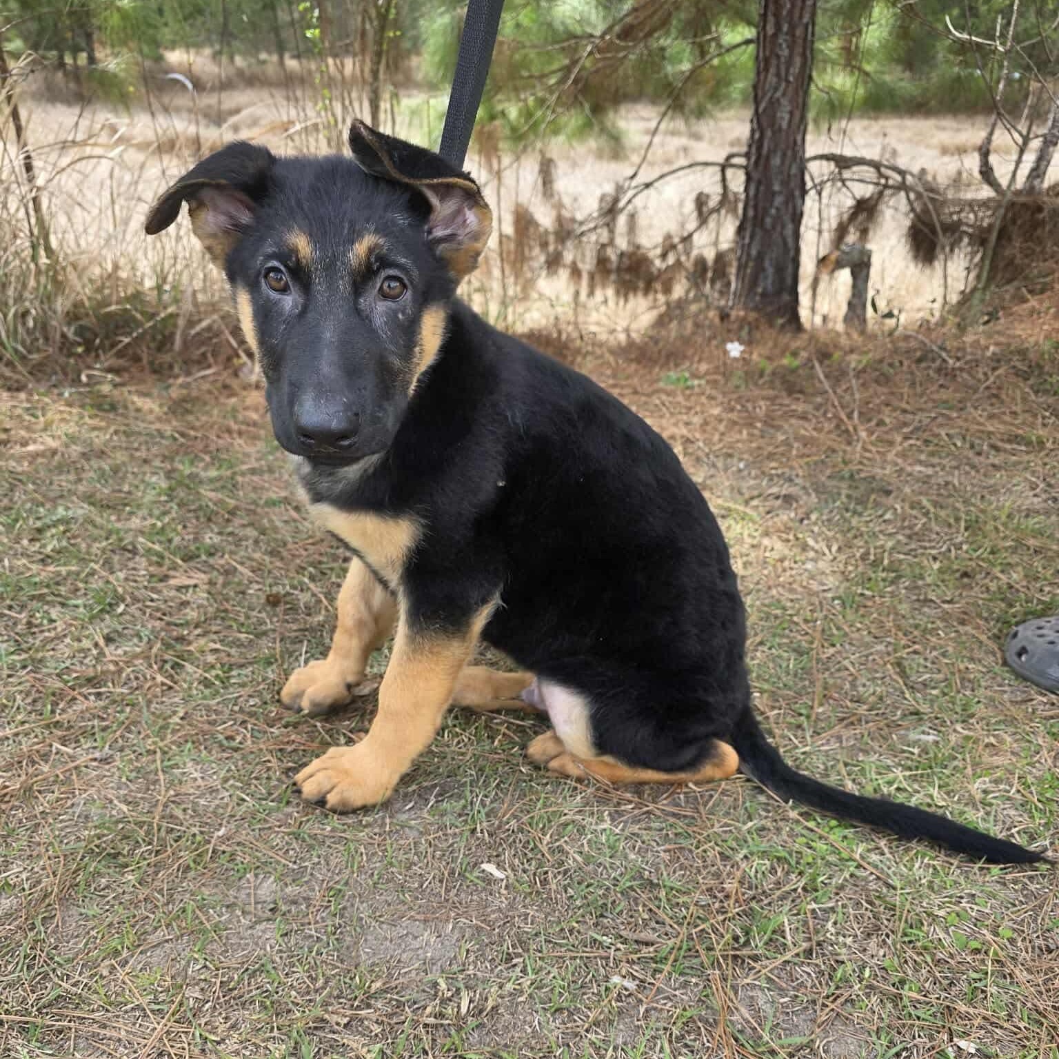 Enlarge Cobain, an adopted mixed breed in Southfield , MI image 3/6