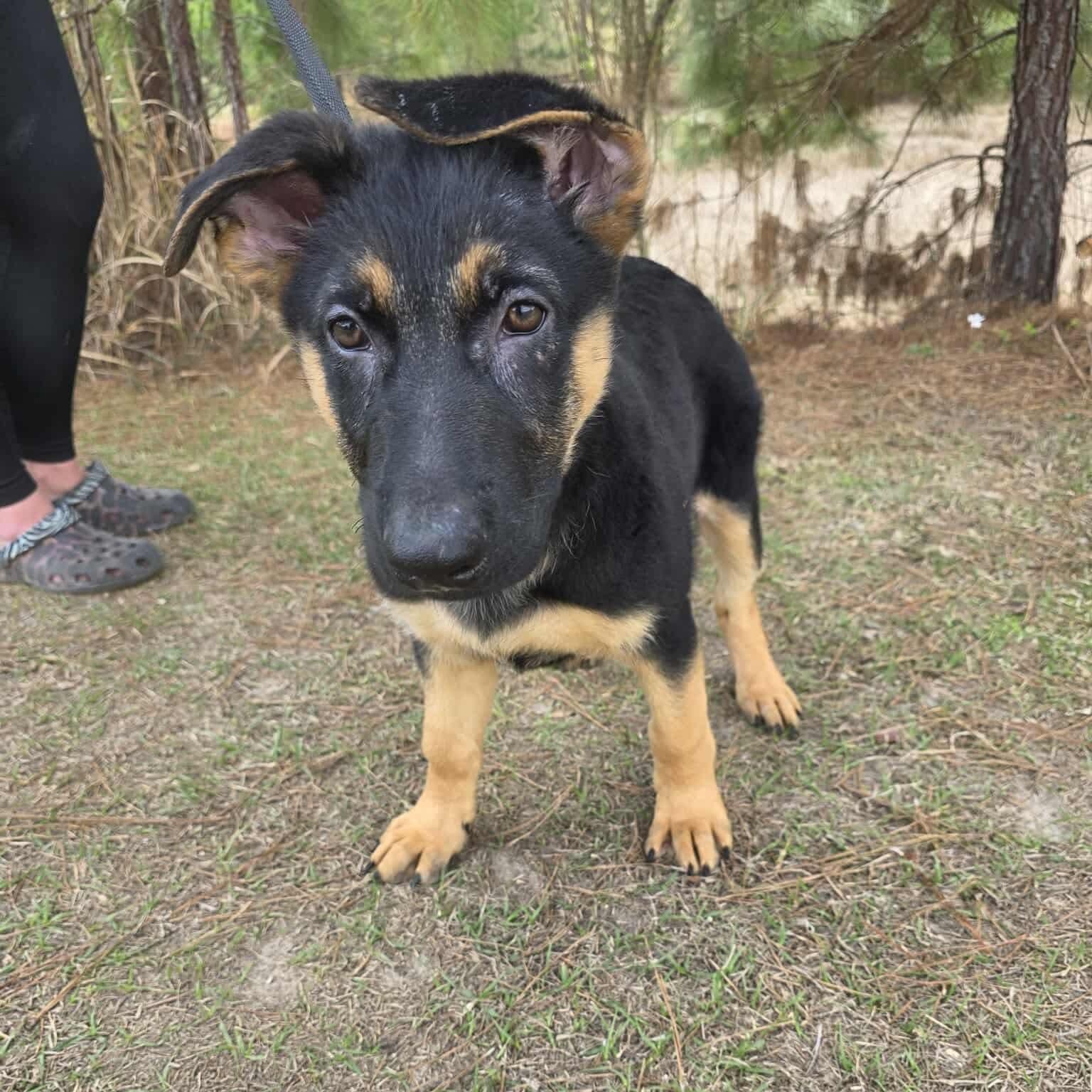Enlarge Cobain, an adopted mixed breed in Southfield , MI image 5/6