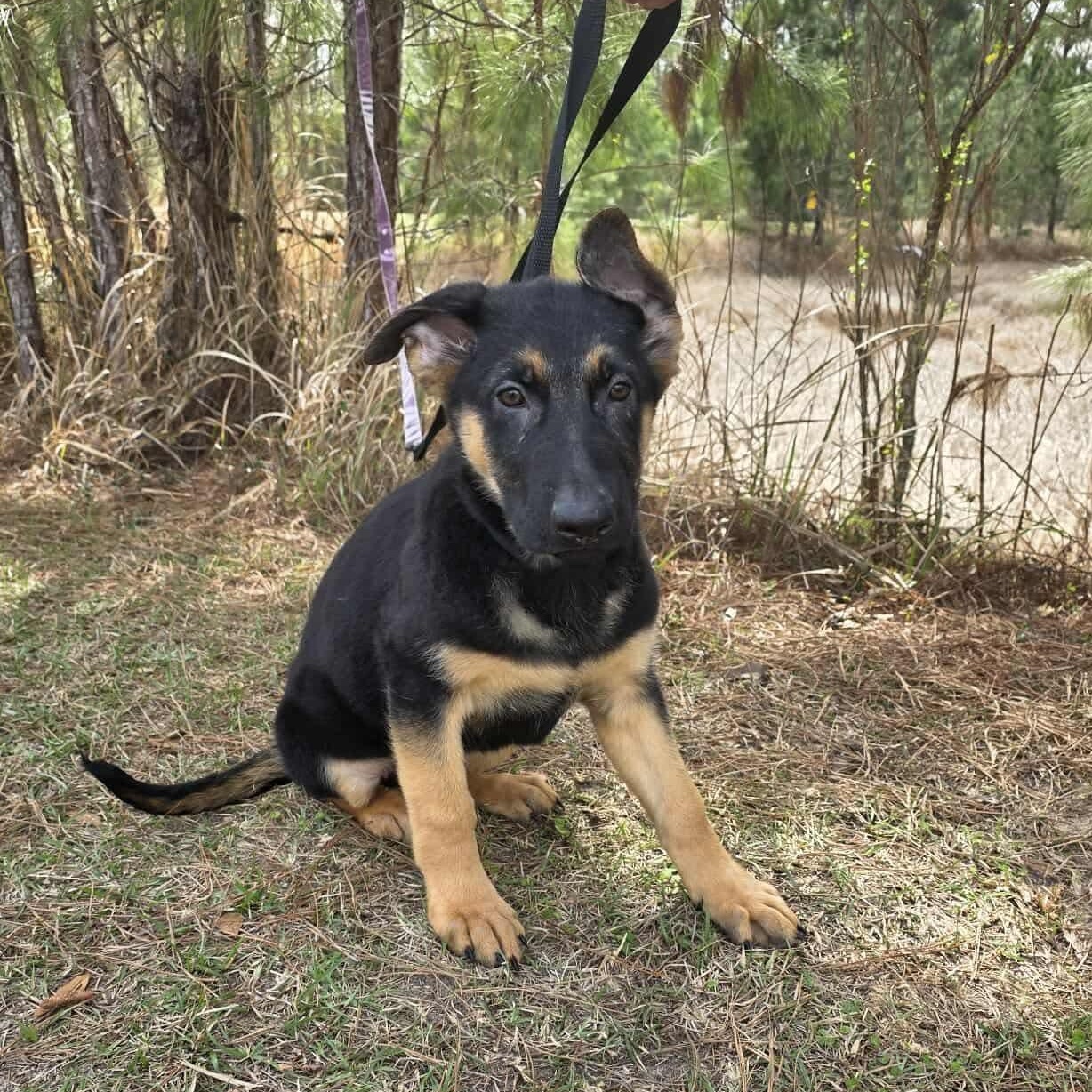 Cobain, adopted, Puppy Male German Shepherd Dog.