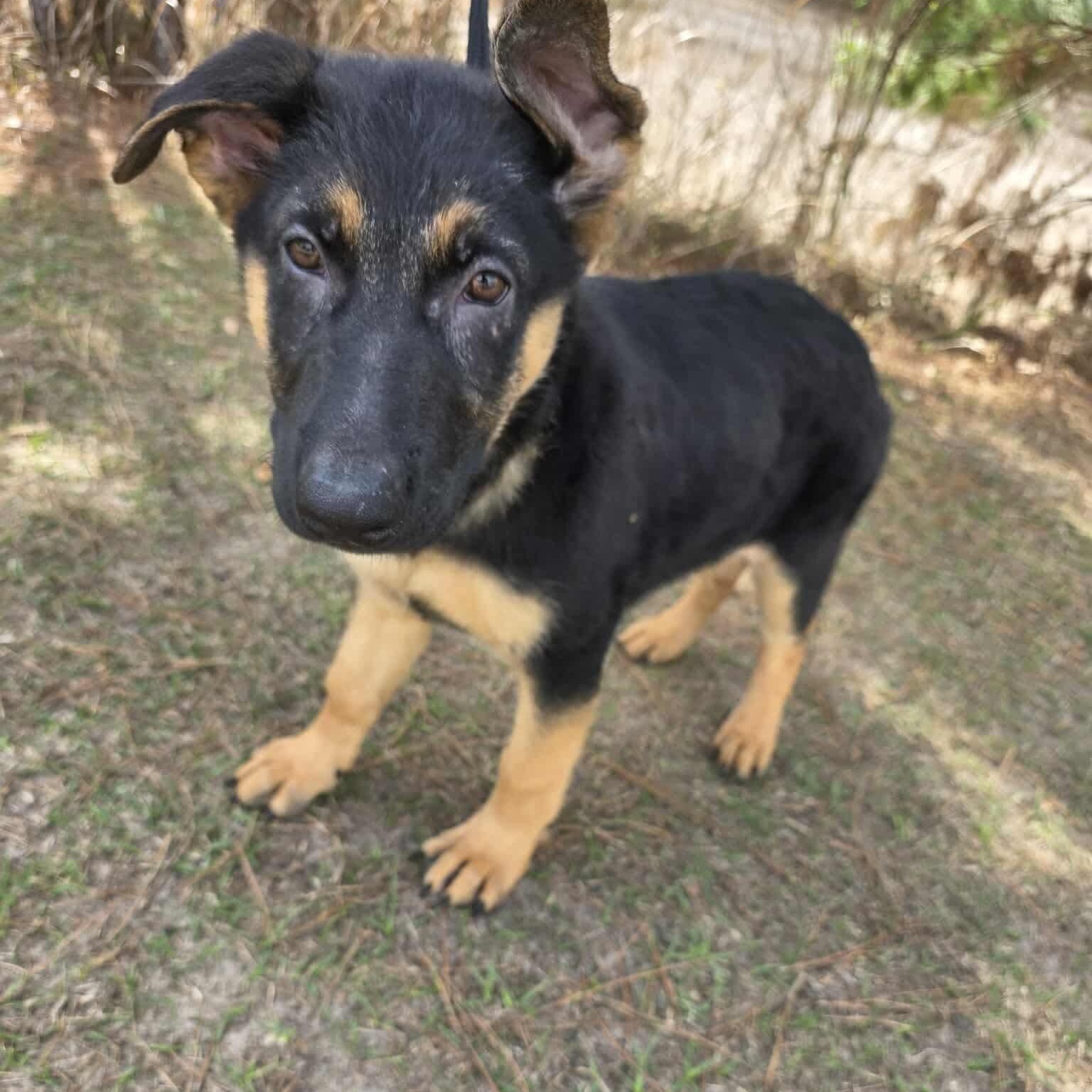 Enlarge Cobain, an adopted mixed breed in Southfield , MI image 6/6